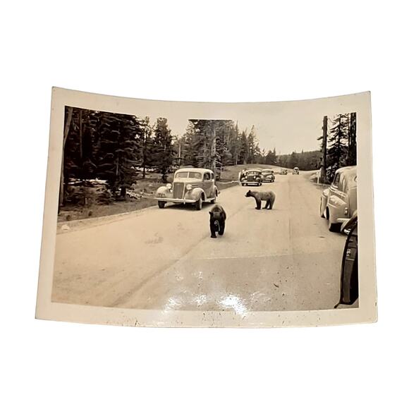 Vtg 1940s B&W Photo Bears in Street Neighborhood Vehicles Parked Forest Snapshot - Picture 1 of 4